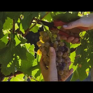 Nedstar B.V. image 5