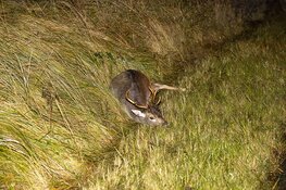 Medewerker ambulancedienst botst tegen hert op de Zeeweg