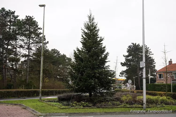 Kerstbomen Zandvoort geplaatst