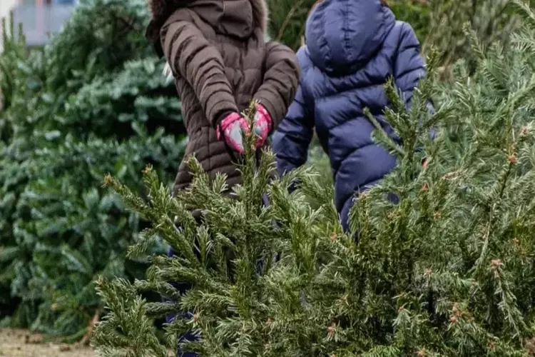 Na de feestdagen van uw kerstboom af? Doe mee met de kerstbomenactie!