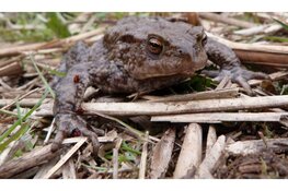 Met de padden op pad in Koningshof