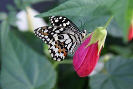 Op zoek naar een super leuk uitje? Kom gezellig minigolfen of wandel tussen de mooiste vlinders !