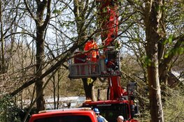 Man bekneld onder boom in Bennebroek