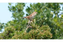 Op zoek naar de nachtegaal