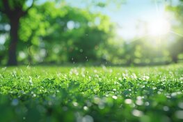 Juli start fris en licht wisselvallig, later in de week iets warmer