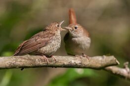 Het broedseizoen is gestart