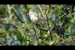 De Big Five: luisteren naar tjiftjaf, fitis, boomleeuwerik, grasmus en ….