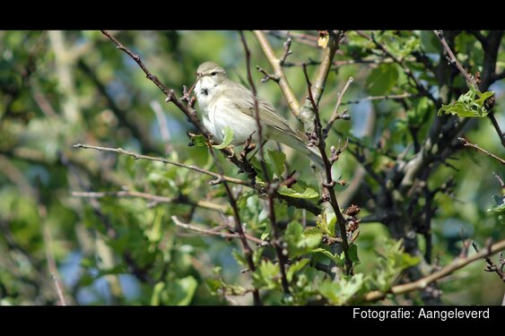 De Big Five: luisteren naar tjiftjaf, fitis, boomleeuwerik, grasmus en ….