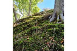 Mossenexcursie op Elswout