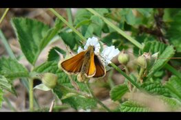 Vlinderexcursie in Middenduin