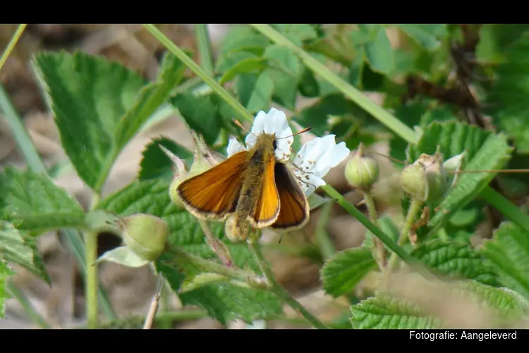 Vlinderexcursie in Middenduin