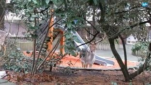 Zandvoortse &#39;hertenfluisteraar&#39; in alle staten: &#39;Ze hebben me gevonden!&#39;