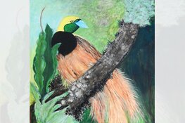 Expositie in Pluspunt