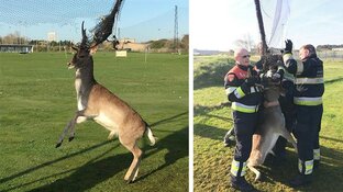 Hert met gewei verstrikt in net Zandvoortse golfbaan
