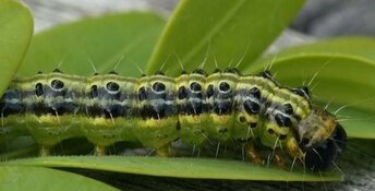 Dierenorganisaties waarschuwen: &#39;Vogels gaan dood door bestrijdingsmiddelen tegen buxusrups&#39;