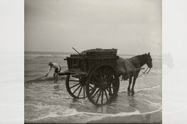 Verhalenmiddag over het belang van schelpen voor Zandvoort