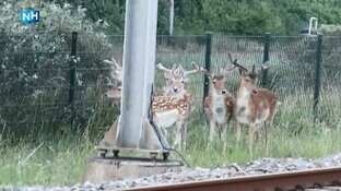 'Hertenfluisteraar' Zandvoort waarschuwt NS voor herten op het spoor