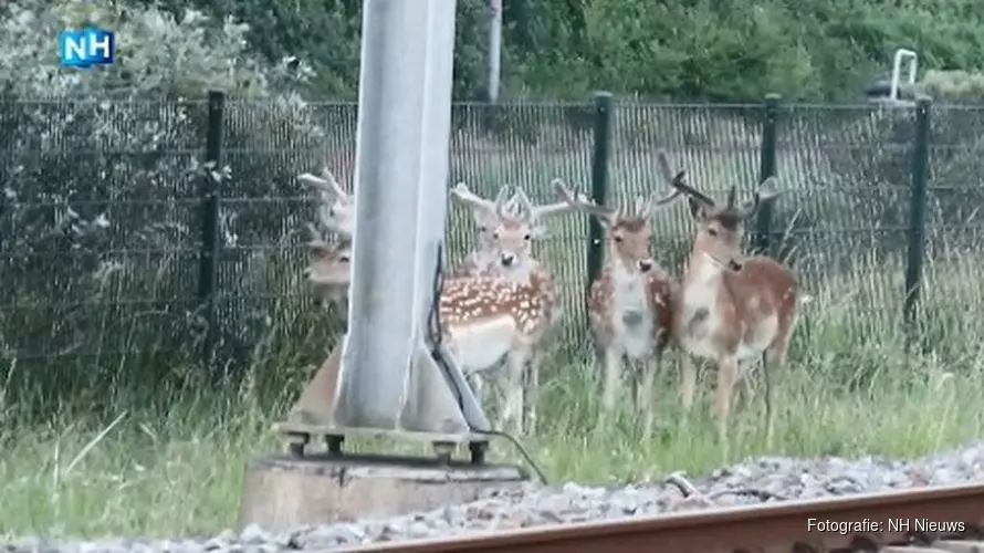 &#39;Hertenfluisteraar&#39; Zandvoort waarschuwt NS voor herten op het spoor