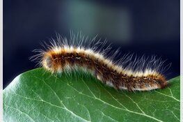 Nederland heeft last, maar Noord-Holland blijft gespaard van eikenprocessierups