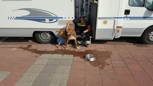 Politie bevrijdt hond uit camper op Zandvoortse boulevard