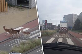 Evolutie? Zandvoortse herten gebruiken steeds vaker zebrapad