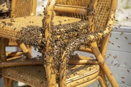Duizenden bijen gaan dagje naar het strand bij Zandvoort
