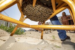 Duizenden bijen gaan dagje naar het strand bij Zandvoort