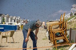 Duizenden bijen gaan dagje naar het strand bij Zandvoort