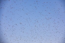 Duizenden bijen gaan dagje naar het strand bij Zandvoort