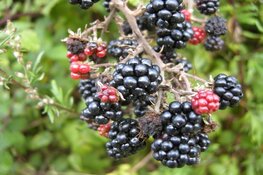 Superfoods uit het bos