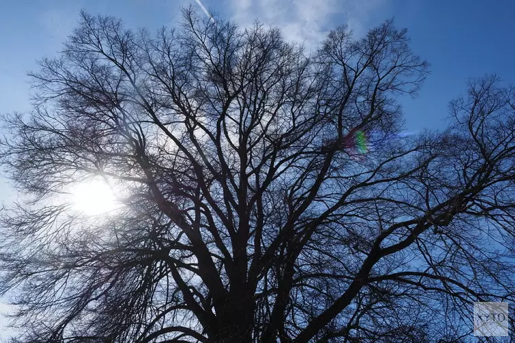 Veel bomen in Zandvoort aangetast door iepziekte