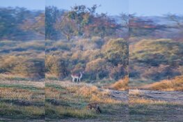 ‘Coronawandelaar’ schaadt de duinen