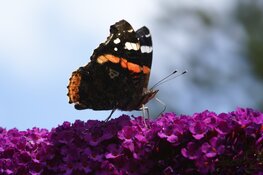 Meer dan 100.000 vlinders gezien tijdens Nationale Tuinvlindertelling